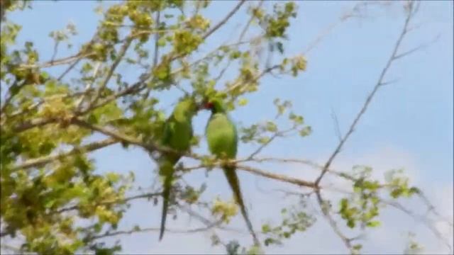 Индийский кольчатый попугай смотреть онлайн