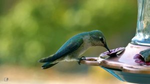 Ультра расслабляющая музыка чтобы успокоить разум, перестать думать 🌿 музыка для сна, души и тела