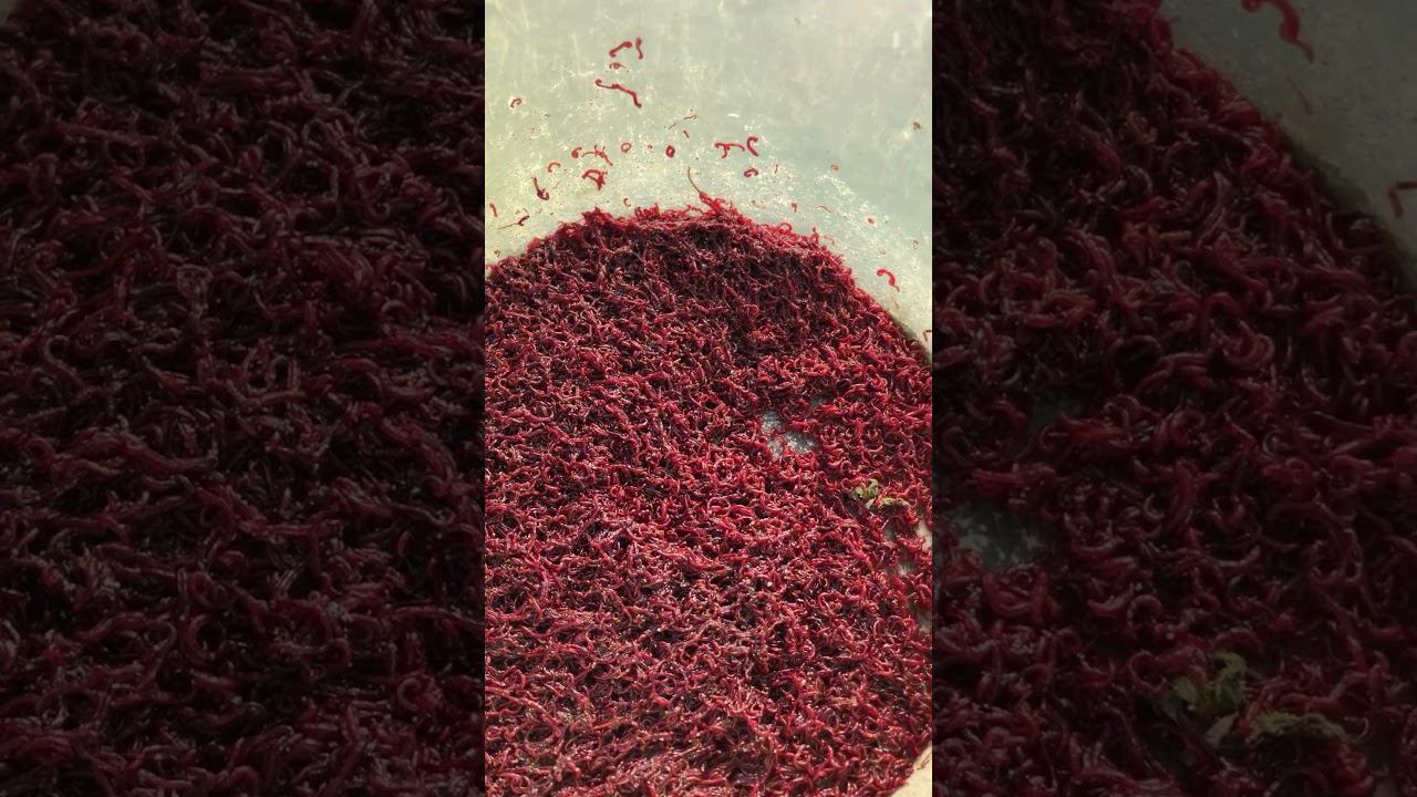 ЧТО надо СДЕЛАТЬ ЧТО БЫ наловить МНОГО РЫБЫ ВЕСНОЙ #рыбалка #рыбалка2023 #рыбалканареке #рыбалка2024 смотреть онлайн