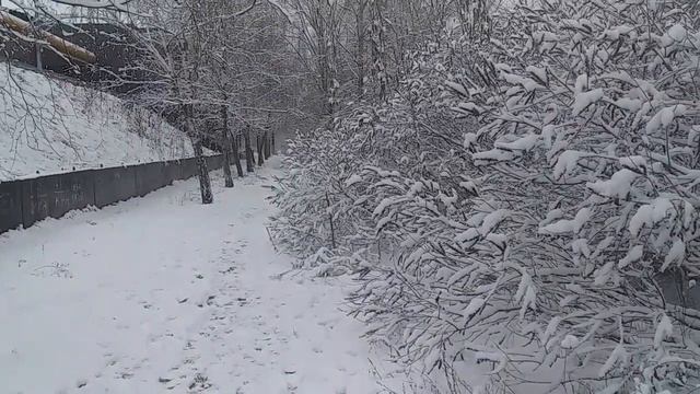 Кусты и деревья зимой Как выглядят?
