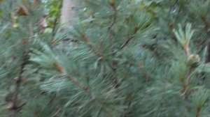 Экспедиция 2021 г. . Токинско - Становой национальный парк .Стоянка на устье Оконона