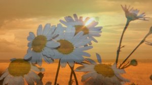 Русское поле