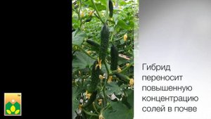Очень вкусный и теневыносливый гибрид огурца - F1 Тачанка! Авторские семена Агрофирмы Манул