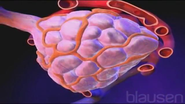 Как происходит лактация? смотреть онлайн