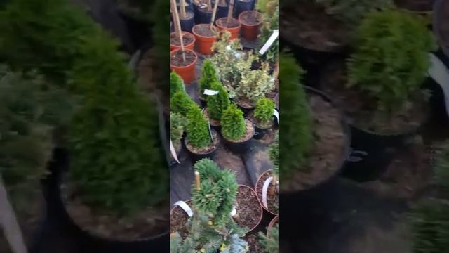 Осенняя поставка хвойных от питомников Kwekerij Meuter BV и Schrauwen Moerings смотреть онлайн