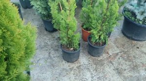 обзор на можжевельник китайский кайзука