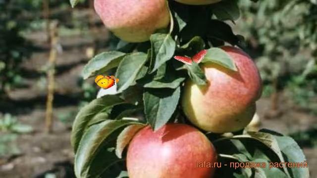 Яблоня колоновидная Зеленый Шум (malus) ? Зеленый Шум обзор: как сажать, саженцы яблони Зеленый Шум смотреть онлайн