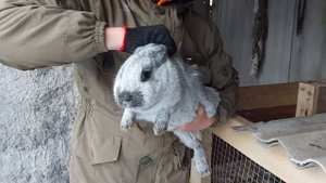 Как определить беременна ли самка кролика