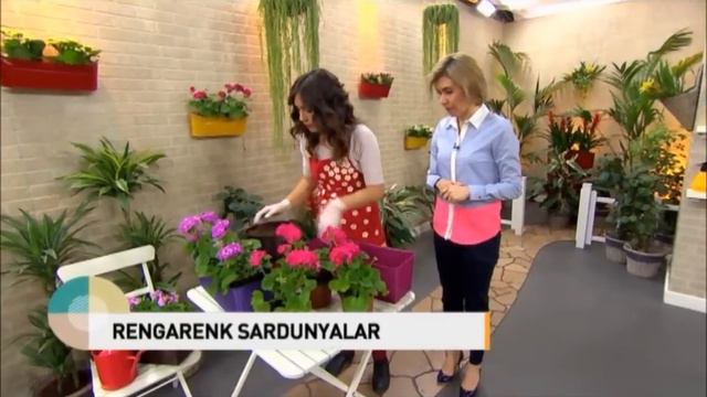 Sardunya ekimi ve Bakımı Nasıl Yapılır? How to care pelargonium? (ENGLISH CC) смотреть онлайн