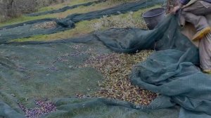 Италия. Жизнь в Тоскане. Делаем ОЛИВКОВОЕ МАСЛО ДОМА. Сбор урожая, отжим, интересные факты