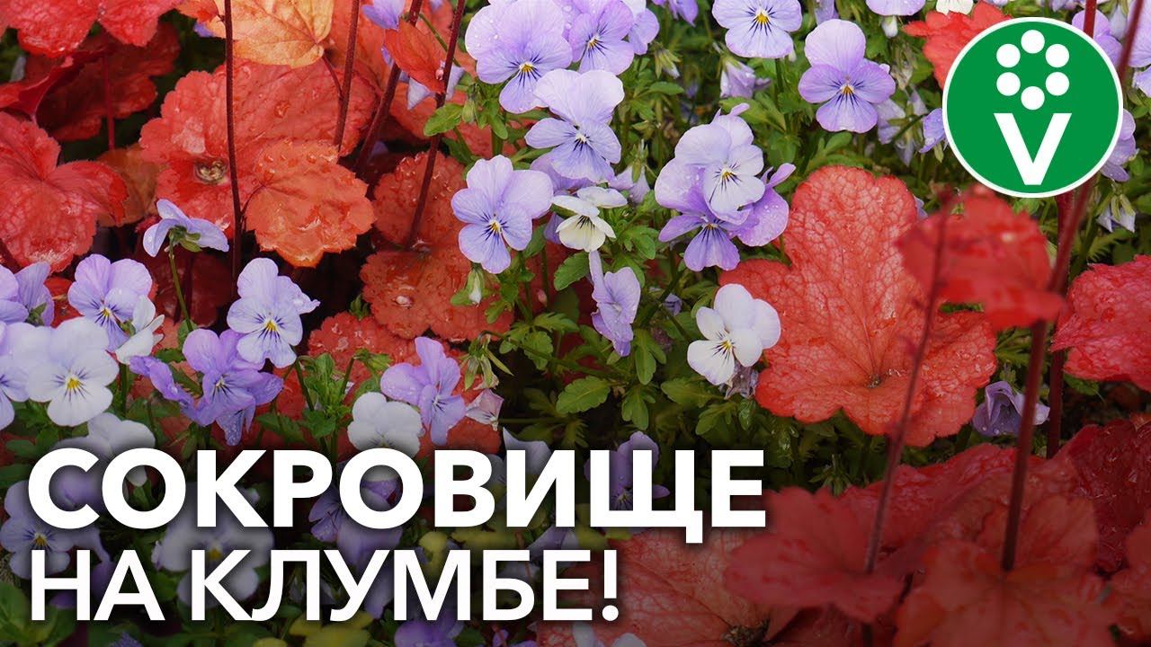 ГЕЙХЕРА. Всё, что важно знать о выращивании и уходе за гейхерами смотреть онлайн