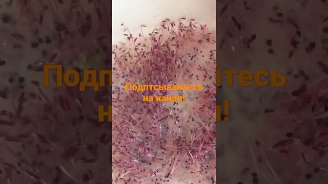 СОЧНАЯ ЗЕЛЕНЬ НА ПОДОКОННИКЕ. АМАРАНТ. ЛЕГКО!