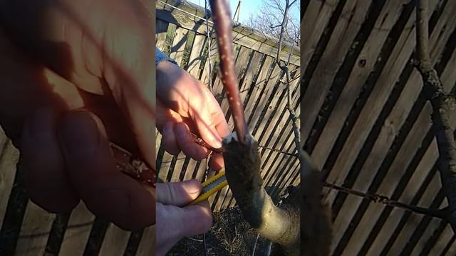 весенняя перепрививка яблони, быстро и дёшево