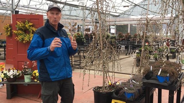 Lowe's Greenhouse - Weeping Pussy Willows смотреть онлайн