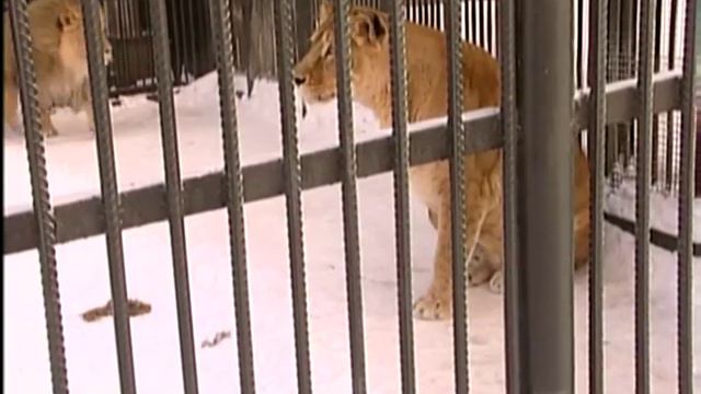 В «Роевом ручье» открылась почта Деда Мороза смотреть онлайн