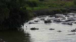 Бегемоты на сафари в Африке.