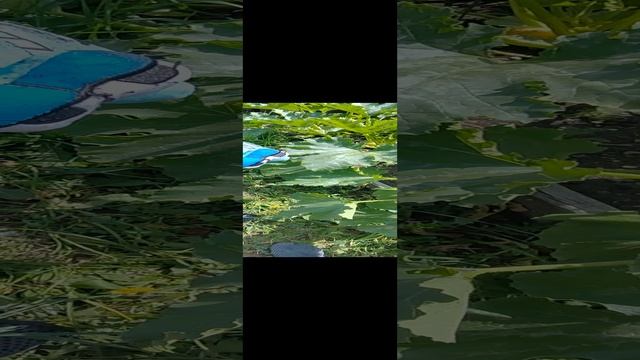 Буквы Лор на даче смотреть онлайн