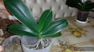 Орхидеи Классическая Посадка. Очень Крупная Детка с кучей корней! (25 мая 2021г.)