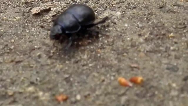 Olympus sz-14 super makro film смотреть онлайн