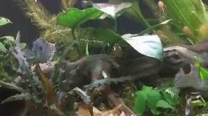 Геофагус красноголовый Цихлазома Седжика