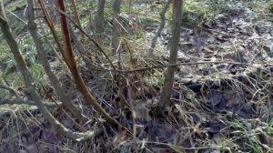 ОБРЕЗКА ГОЛУБИКИ,ФОРМИРУЕМ КРАСИВЫЕ КУСТЫ.