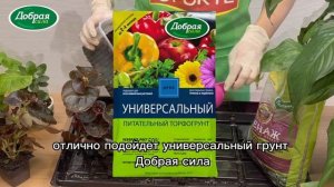 Как пересадить бегонию вечноцветущую в домашних условиях / удобрение для фиалок и бегоний