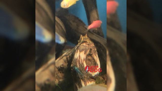 Анциструс, сомик-чистильщик! #сомик #аквариум #аквариумистика #рыбки #рыбкидляаквариума #acquariu смотреть онлайн