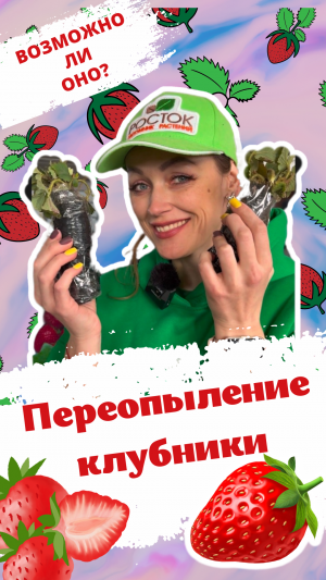 Переопыление клубники🍓возможно ли оно ?