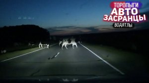 Коровки, Мося и Коза! Водятлов Дружная Семья