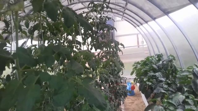 Вершинная гниль не путайте с фитофторой! ? Исправить ситуацию можно ОЧЕНЬ быстро!