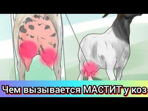 Мастит у коз!Из-за чего он вызывается?