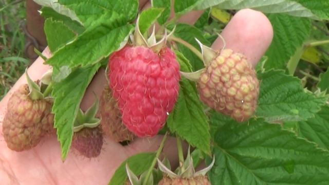 Малиновое дерево Таруса - первый год смотреть онлайн