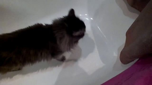 Как чистить ванную правильно : преподаёт кошка. смотреть онлайн