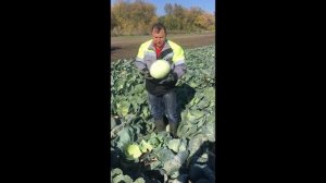 Лучшее от Seminis: капуста Ларсия - гарантированный урожай высококачественной капусты