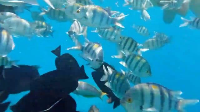 Египет 2021.Шарм Эль Шейх.Подводный мир.Пляж HADABA. смотреть онлайн