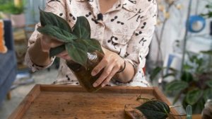 The BEST Method to Propagate a Philodendron Micans