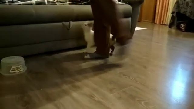 Котенок (трюк "змейка" и "тач") смотреть онлайн