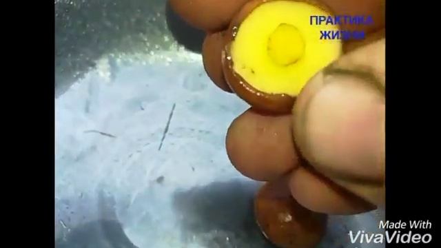 ГРИБЫ МАСЛЯТА смотреть онлайн