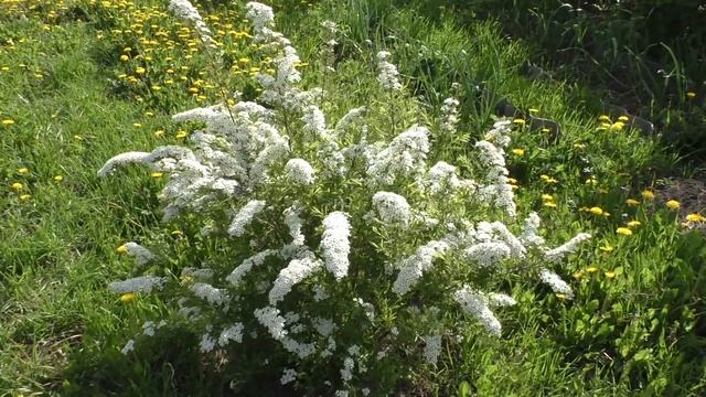 Дача 13.05.2023 смотреть онлайн