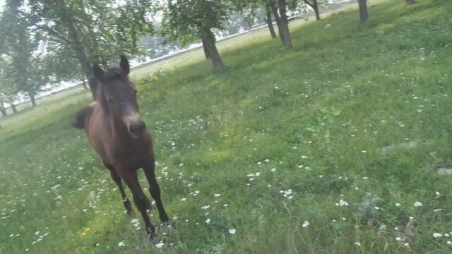 VLOG Лошадь и жеребенок пришли в гости, кормим животных и знакомимся. смотреть онлайн