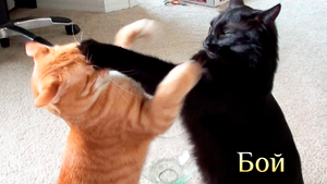 Игра "Небеса". Гайд. Бой