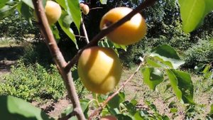 Абрикос маньчжурский. Сорта маньчжурского абрикоса. Абрикос в Амурской области