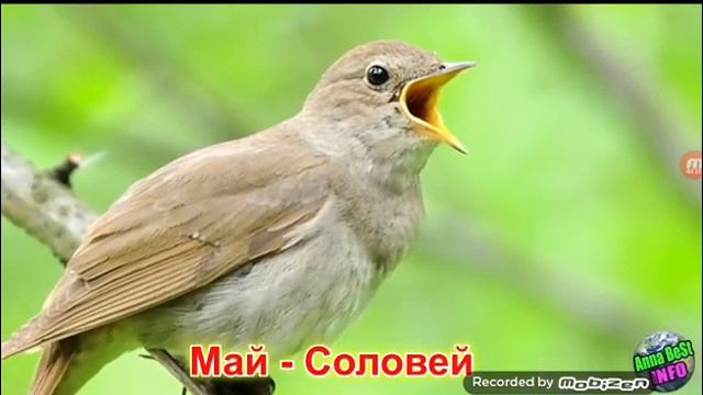 Какая ты птица по месяцу рождения смотреть онлайн
