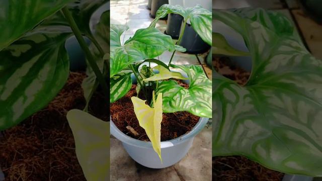 กนกลายไทย  #cercestismirabilis #ต้นกนกลายไทย смотреть онлайн