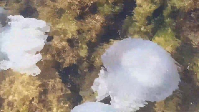 Медузы Чёрного моря
