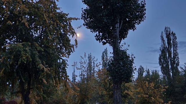 Сказка на ночь. Щенячий патруль. смотреть онлайн