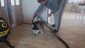 Пылесосим Хаски и Сына .