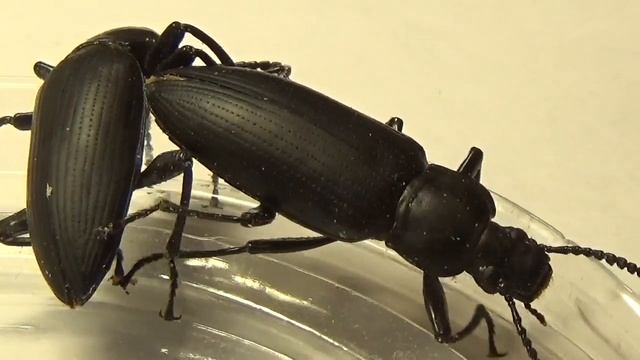 Чудо-Юдо Жуки Каннибалы: Супер Хрущак Zophobas atratus (Coleoptera, Tenebrionidae)