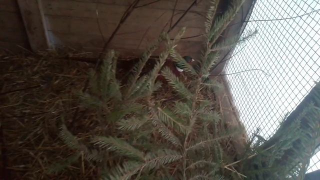 Обыкновенный фазан, или Кавказский фазан (лат. Phasianus colcahicus) смотреть онлайн