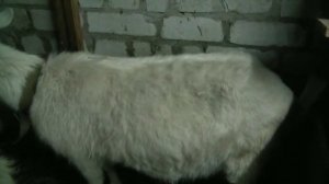 Как узнать котная коза или нет. Как прощупать шевеления козлят? How to know if a goat is pregnant?